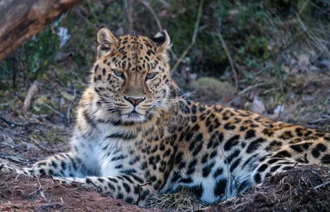 خلفية نمر مرقط بدقة 4K · animals · 3840×2473