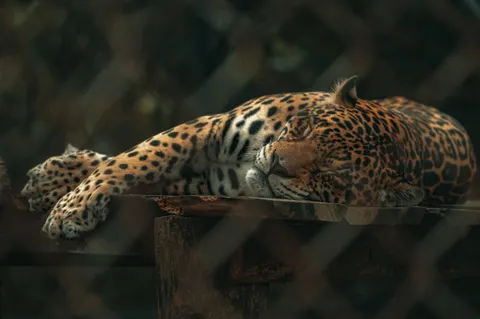 표범 4K 배경화면 · animals · 3840×2553