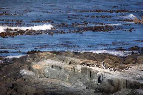 Fondo de pantalla Pingüinos 4K · animals · 3840×2561