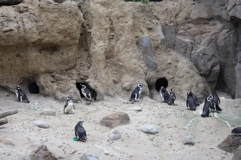 Fondo de pantalla Pingüinos 4K · animals · 3840×2560