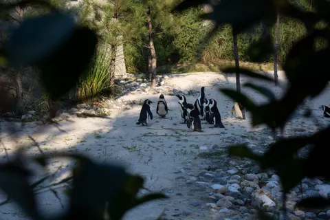 Fondo de pantalla Pingüinos 4K · animals · 3840×2560