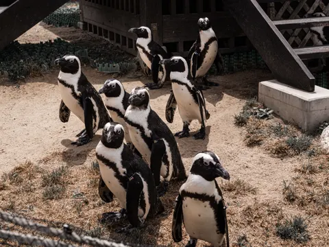 Fondo de pantalla Pingüinos 4K · animals · 3840×2880