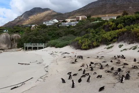 Fondo de pantalla Pingüinos 4K · animals · 3840×2560