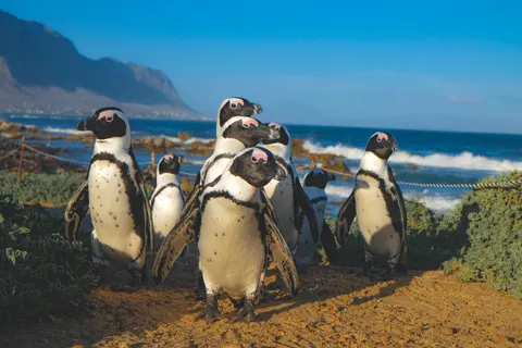 Fondo de pantalla Pingüinos 4K · animals · 3840×2560