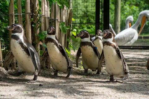 Fondo de pantalla Pingüinos 4K · animals · 3840×2560