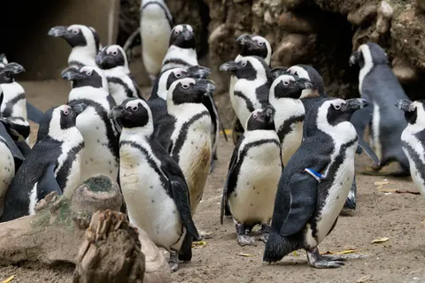 Fondo de pantalla Pingüinos 4K · animals · 3840×2558