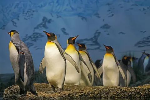 Fondo de pantalla Pingüinos 4K · animals · 3840×2560