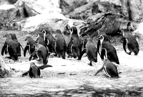 Fondo de pantalla Pingüinos 4K · animals · 3840×2594