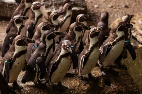 Fondo de pantalla Pingüinos 4K · animals · 3840×2560