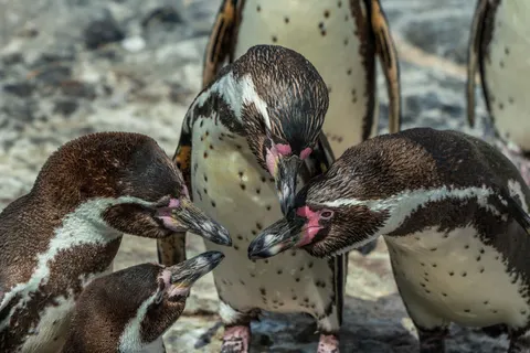Fondo de pantalla Pingüinos 4K · animals · 3840×2561