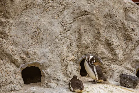 Fondo de pantalla Pingüinos 4K · animals · 3840×2560