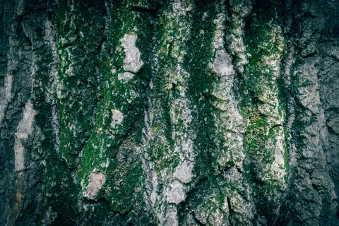 Wood Grain 4K Wallpaper · minimal · 3840×2560