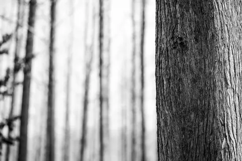 Wood Grain 4K Wallpaper · minimal · 3840×2560