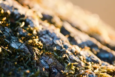 Wood Grain 4K Wallpaper · minimal · 3840×2560
