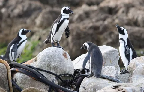 Fondo de pantalla Pingüinos 4K · animals · 3840×2469