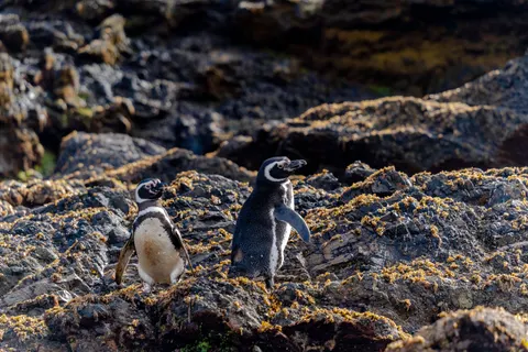 Fondo de pantalla Pingüinos 4K · animals · 3840×2560