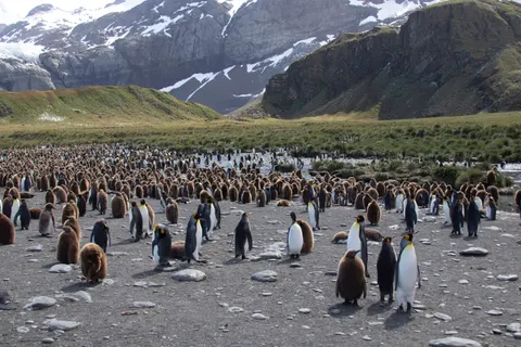 Fondo de pantalla Pingüinos 4K · animals · 3840×2560
