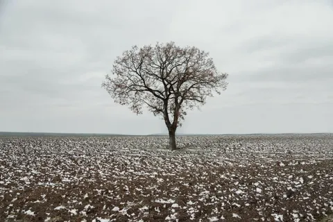 Lone Tree 4K Wallpaper · minimal · 3840×2560