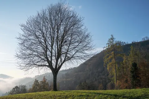 Lone Tree 4K Wallpaper · minimal · 3840×2560