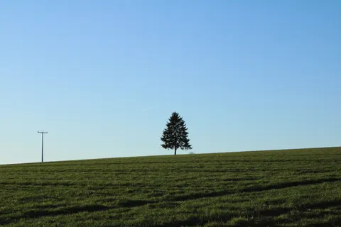 Lone Tree 4K Wallpaper · minimal · 3840×2560