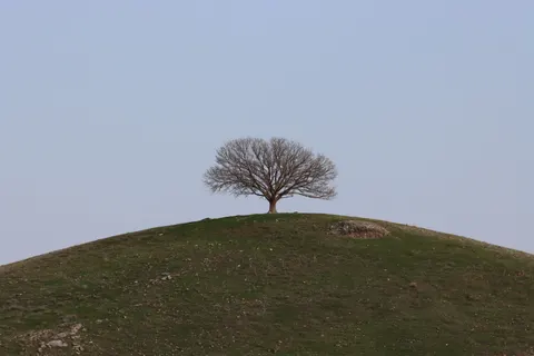 Lone Tree 4K Wallpaper · minimal · 3840×2560