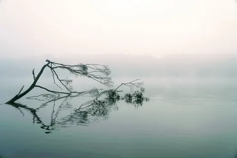 Lone Tree 4K Wallpaper · minimal · 3840×2560