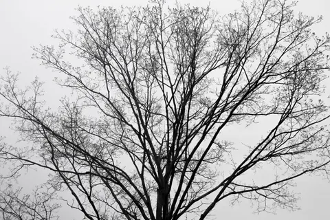 Hình nền Cây cô đơn 4K · minimal · 3840×2560