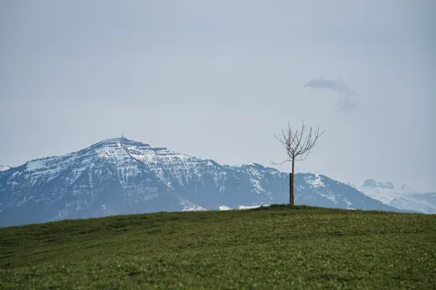 Lone Tree 4K Wallpaper · minimal · 3840×2561