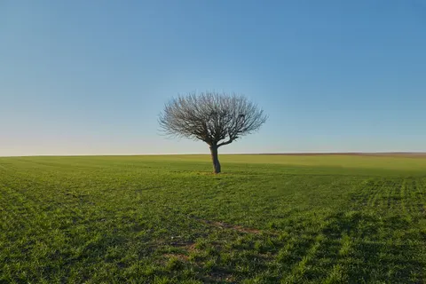 अकेला पेड़ 4K वॉलपेपर · minimal · 3840×2560