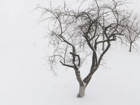 Lone Tree 4K Wallpaper · minimal · 3840×2880