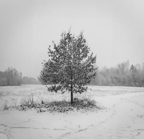 Lone Tree 4K Wallpaper · minimal · 3840×3720