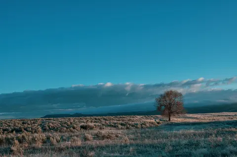 Lone Tree 4K Wallpaper · minimal · 3840×2555