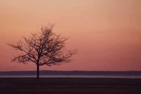 Lone Tree 4K Wallpaper · minimal · 3840×2561