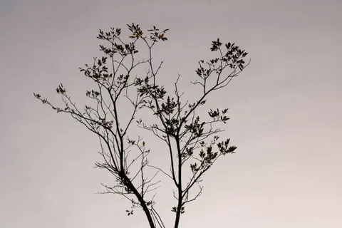 Lone Tree 4K Wallpaper · minimal · 3840×2560