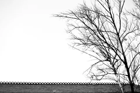 Einzelner Baum 4K Hintergrundbild · minimal · 3840×2560