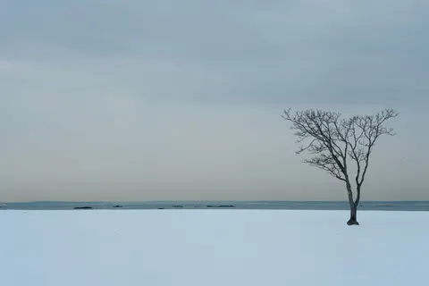 Lone Tree 4K Wallpaper · minimal · 3840×2560