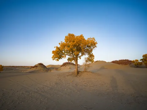 Lone Tree 4K Wallpaper · minimal · 3840×2880