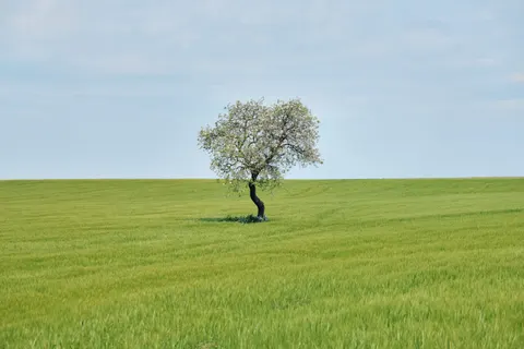 Tapeta Samotne drzewo 4K · minimal · 3840×2560