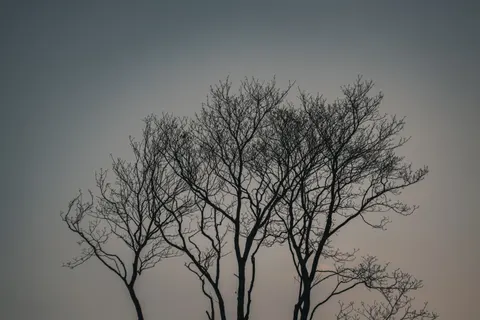 Lone Tree 4K Wallpaper · minimal · 3840×2560