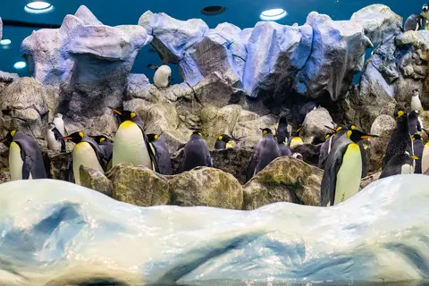Fondo de pantalla Pingüinos 4K · animals · 3840×2560