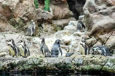 Fondo de pantalla Pingüinos 4K · animals · 3840×2563