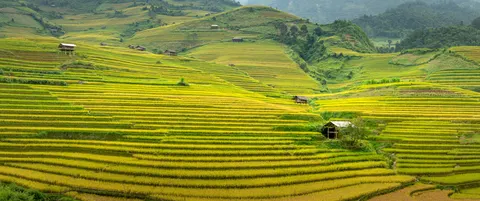 Fond d'écran Rizières en terrasses 4K · nature · 3840×1608