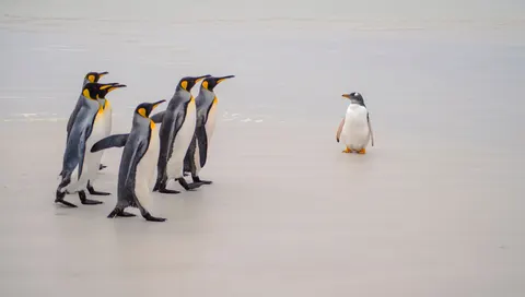 Fondo de pantalla Pingüinos 4K · animals · 3840×2176