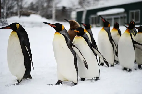 Fondo de pantalla Pingüinos 4K · animals · 3840×2555