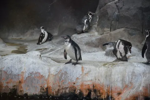 Fondo de pantalla Pingüinos 4K · animals · 3840×2563