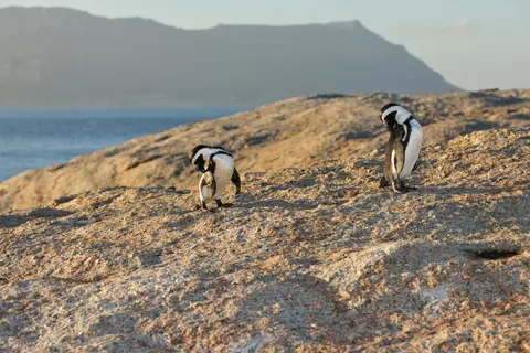 Fondo de pantalla Pingüinos 4K · animals · 3840×2560
