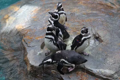 Fondo de pantalla Pingüinos 4K · animals · 3840×2560