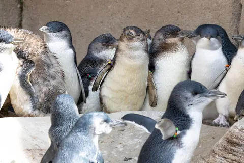 Fondo de pantalla Pingüinos 4K · animals · 3840×2560