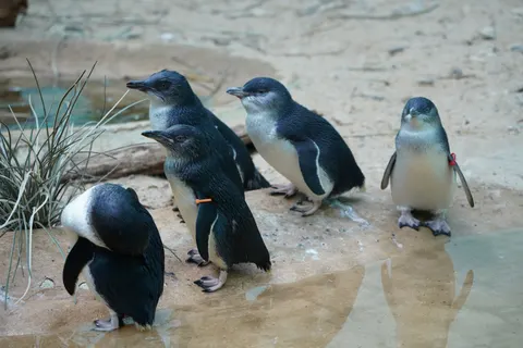 Fondo de pantalla Pingüinos 4K · animals · 3840×2561