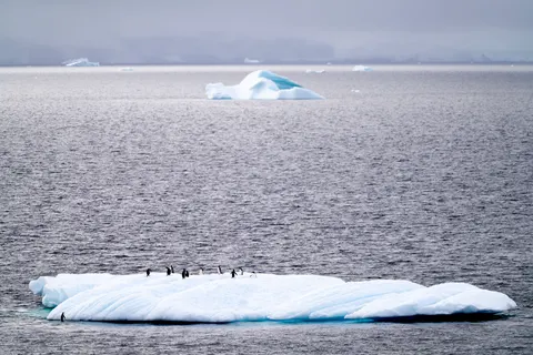 Fondo de pantalla Pingüinos 4K · animals · 3840×2560